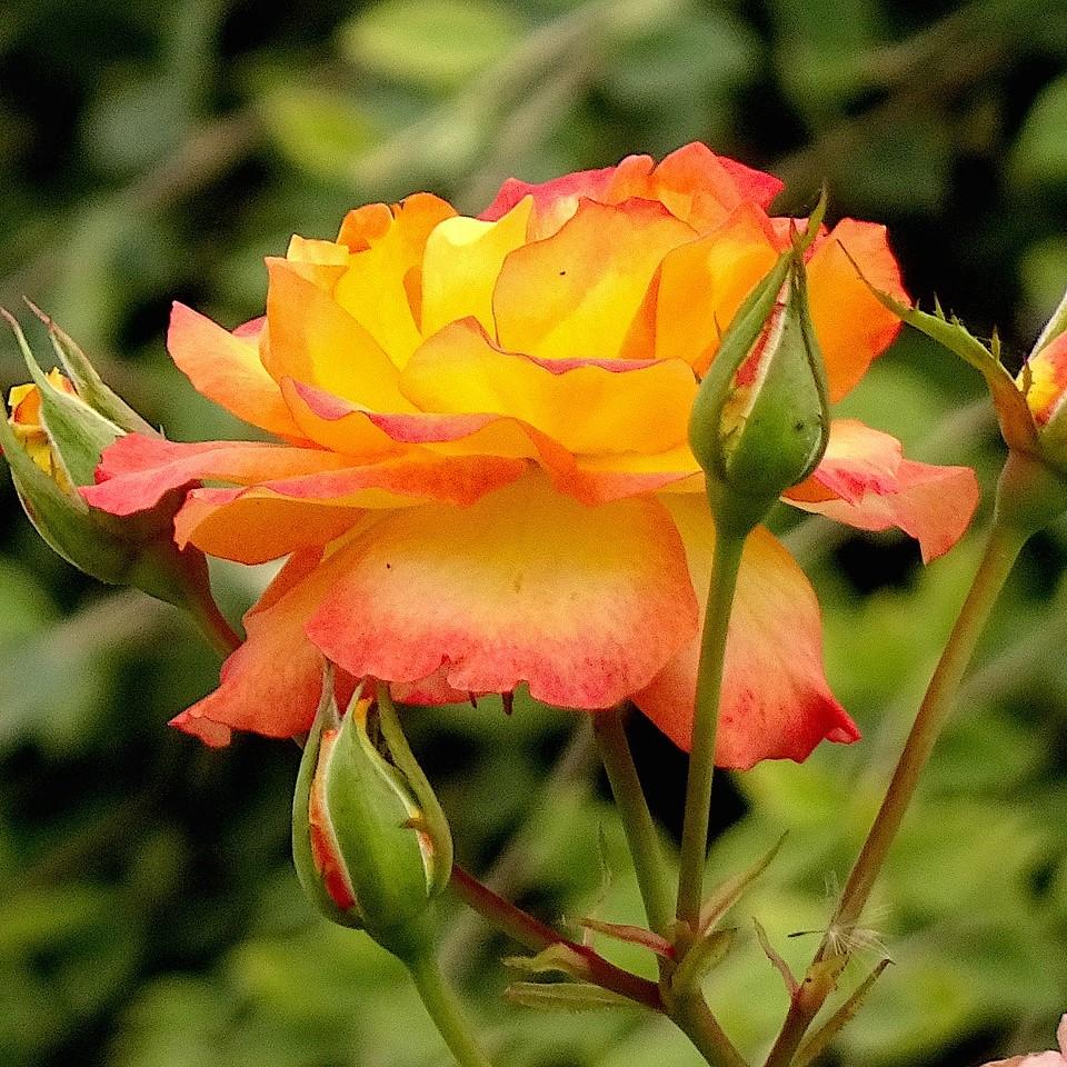 Rosa 'WEKscemala’ PP#15,076 ~  Chihuly® Rose