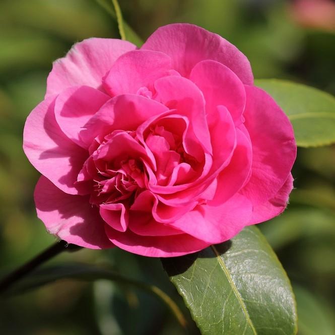Camellia sasanqua 'Sparkling Burgundy' ~ Sparkling Burgundy Camellia