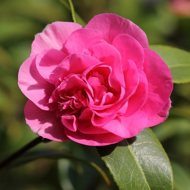 Camellia sasanqua ‘TDN 1111’ ~ Alabama Beauty™ Camellia