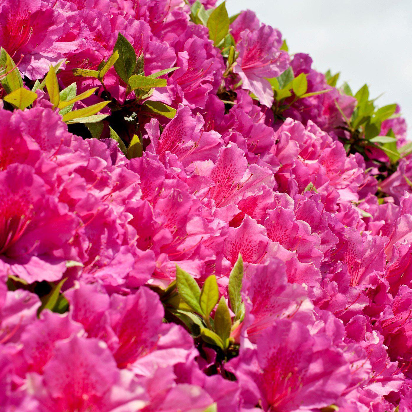 Rhododendron x 'MNIHAR015' ~ Echo® Pink Explosion Azalea