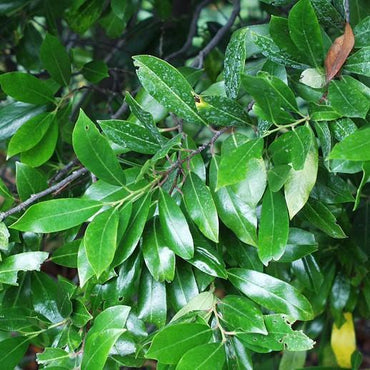 Prunus caroliniana 'Monus' ~ Bright & Tight Laurel