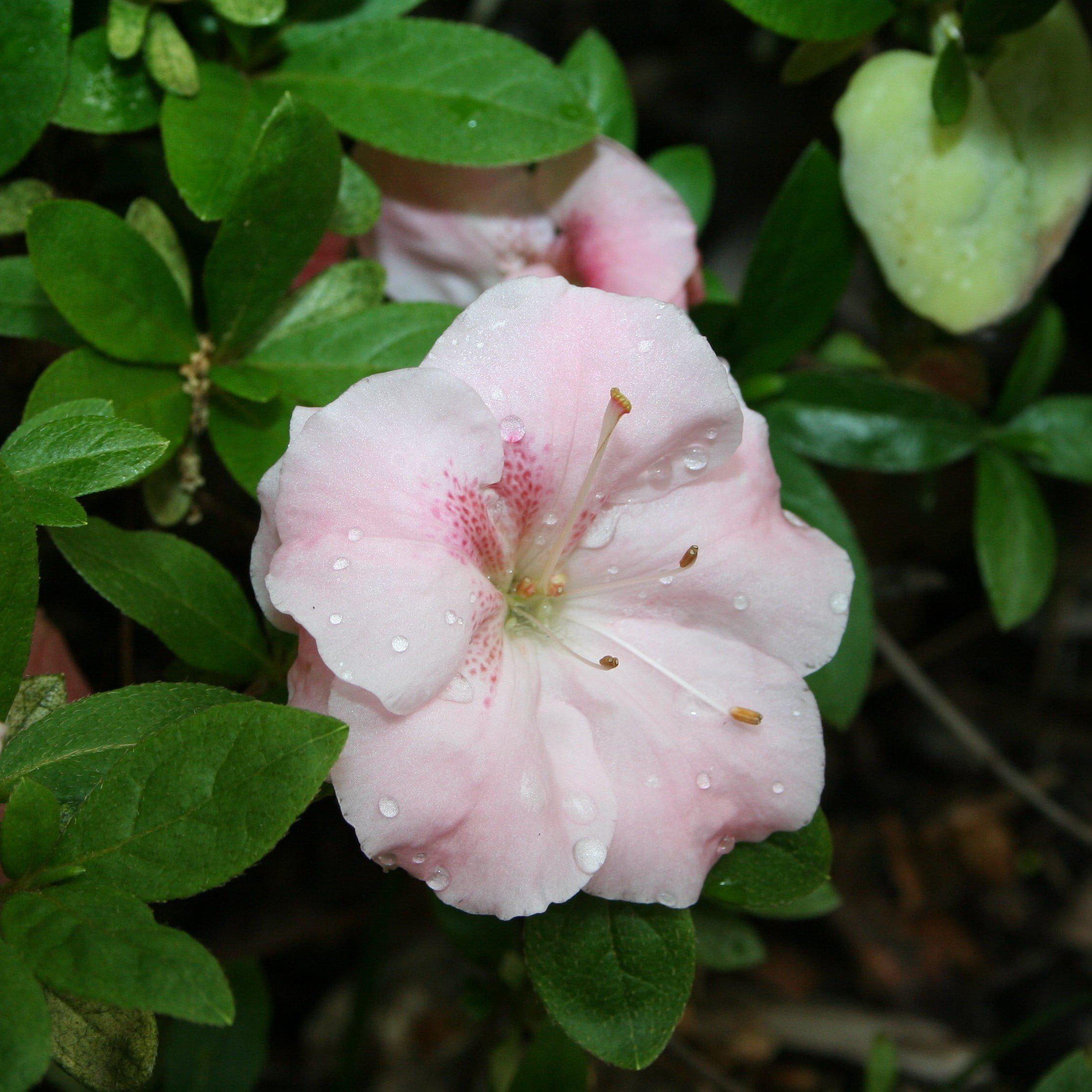 Rhododendron 'Sir Robert' ~ Sir Robert Azalea