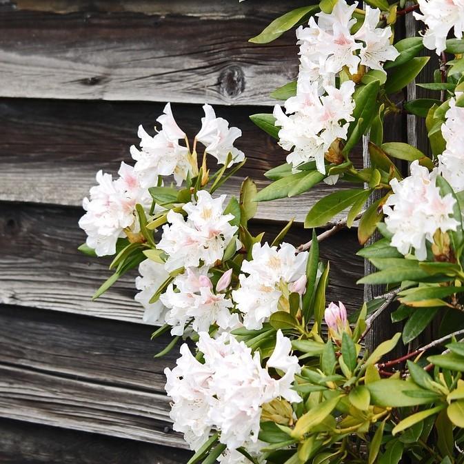 Rhododendron 'Lisenne Rockefeller' ~ Southgate® Divine™ Rhododendron