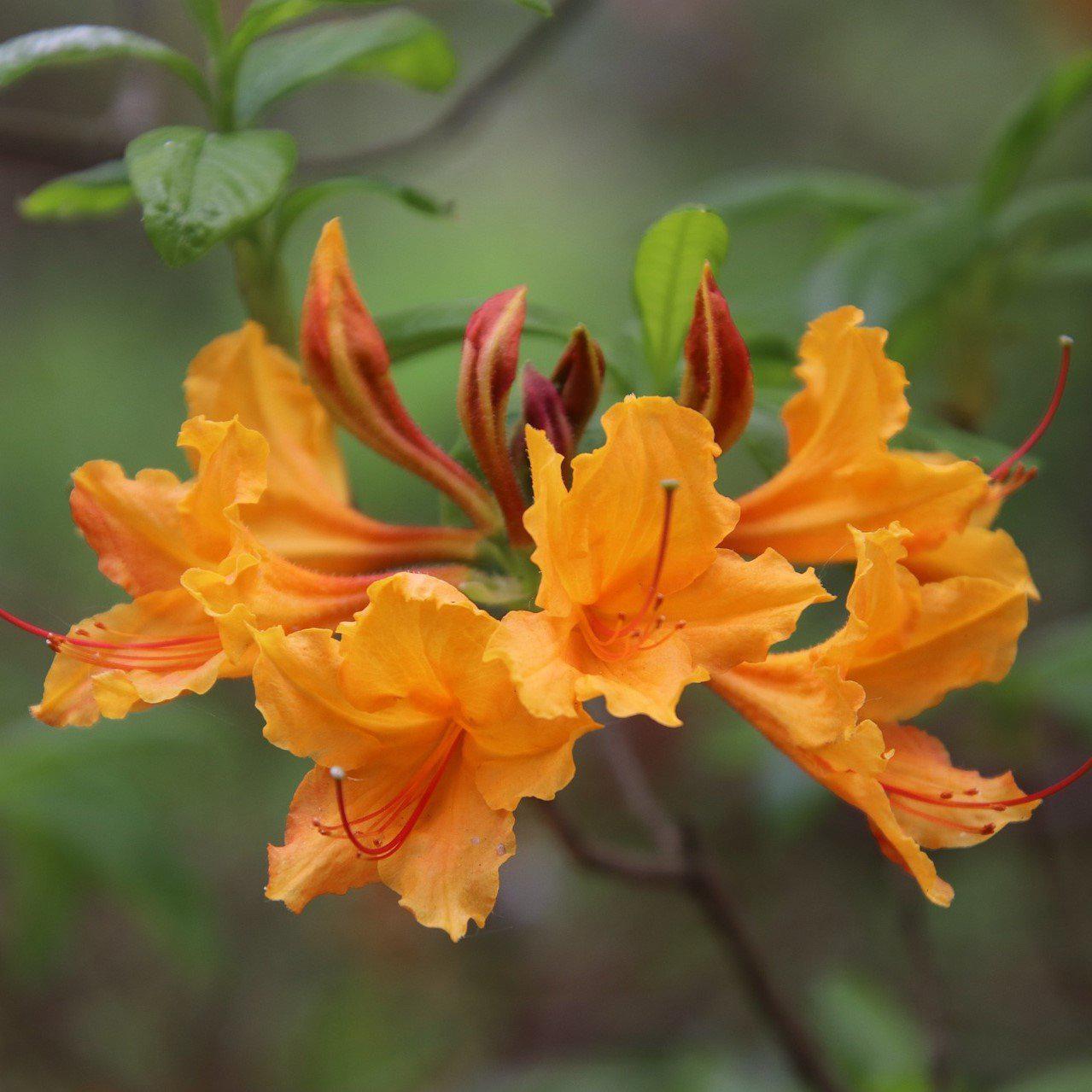 Rhododendron 'Stonewall Jackson' ~ Stonewall Jackson Native Azalea