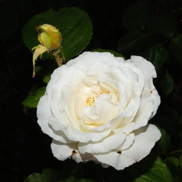 Rosa 'Radclean' ~ Cloud Ten Rose