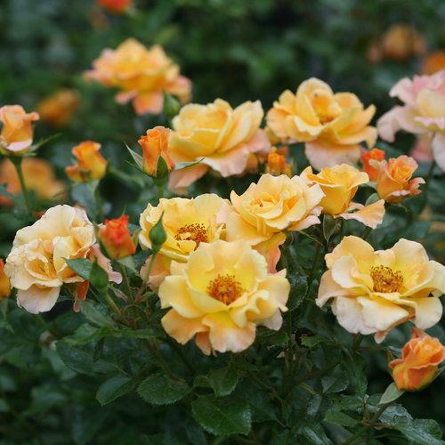 Rosa 'ZARSBJOH' ~ Sunrosa™ Shrub Rose