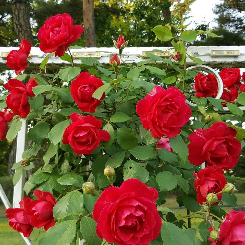 Rosa x 'GRAred’  ~  Brindabella™ Red Empress Rose