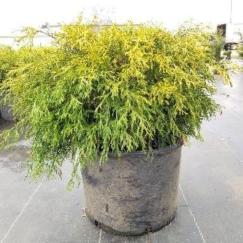 Chamaecyparis pisifera 'Golden Mop' ~ Golden Mop False Cypress