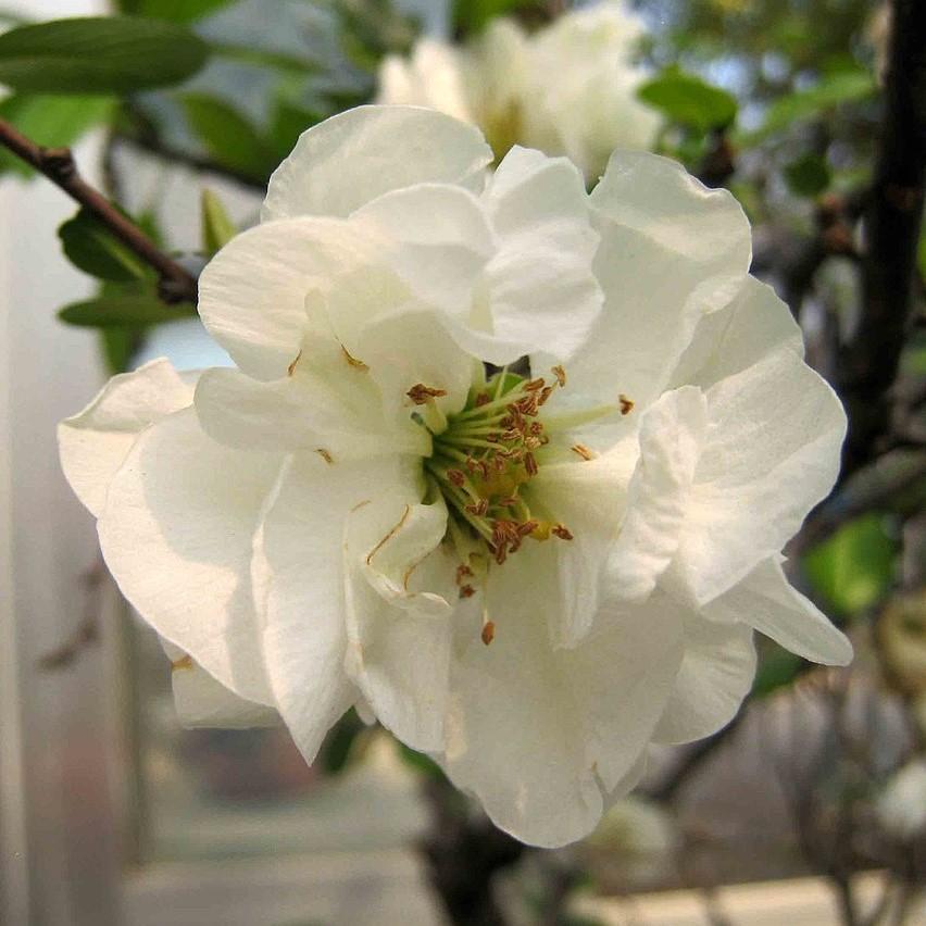 Chaenomeles x superba 'O Yashima' ~ O Yashima Flowering Quince