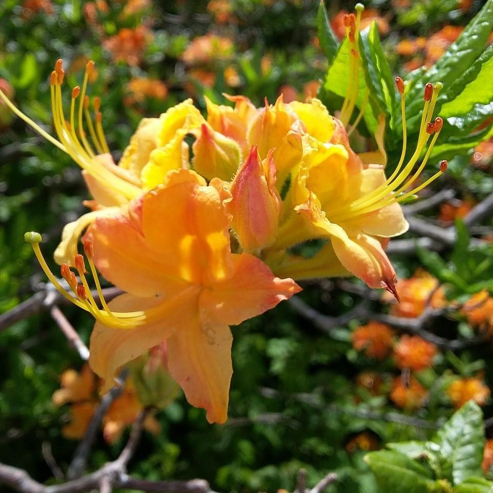 Rhododendron 'Spring Fanfare' ~ Spring Fanfare Aromi Azalea